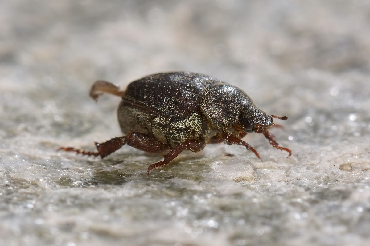 Hoplia sp., Rutelidae